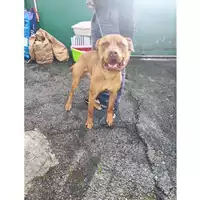 Foto dell\'animale COMUNE DI SALERNO - 380260006037130