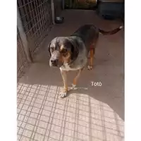 Foto dell\'animale COMUNE DI EBOLI - 380260002233078