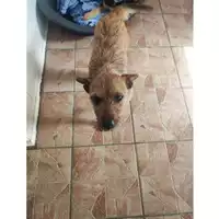Foto dell\'animale COMUNE GIFFONI VALLE PIANA - 380260170244342