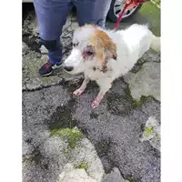 Foto dell\'animale COMUNE DI EBOLI - 380260004875221