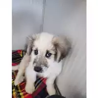 Foto dell\'animale COMUNE DI SALERNO - 380260006037117
