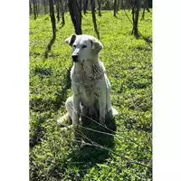 Foto dell\'animale COMUNE DI PELLEZZANO - 380260006037152