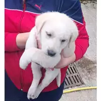 Foto dell\'animale COMUNE DI PELLEZZANO - 380260006037140