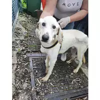 Foto dell\'animale COMUNE DI SALERNO - 380260006030532