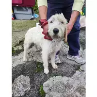 Foto dell\'animale COMUNE SAN MANGO PIEMONTE - 380260006037651