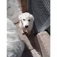 Foto dell\'animale COMUNE DI SALERNO - 380260004818978
