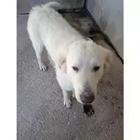 Foto dell\'animale COMUNE DI SALERNO - 380260004818912