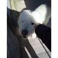 Foto dell\'animale COMUNE DI SALERNO - 380260006037686