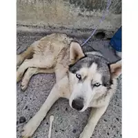 Foto dell\'animale COMUNE DI SALERNO - 380260006030918
