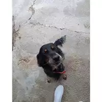 Foto dell\'animale COMUNE SAN MANGO PIEMONTE - 380260004830347