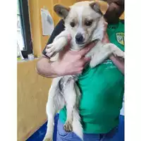 Foto dell\'animale COMUNE DI SALERNO - 380260006030027