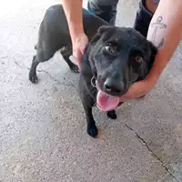 Foto dell\'animale COMUNE DI SALERNO - 380260006037162
