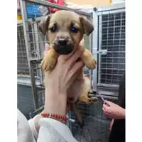 Foto dell\'animale COMUNE GIFFONI VALLE PIANA - 380260006037161