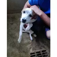 Foto dell\'animale COMUNE DI SALERNO - 380260006037563
