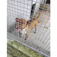 Foto dell\'animale COMUNE DI SALERNO - 380260101909939
