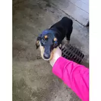 Foto dell\'animale COMUNE DI SALERNO - 380260006037154