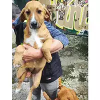 Foto dell\'animale COMUNE DI SALERNO - 380260006037158