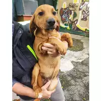 Foto dell\'animale COMUNE DI SALERNO - 380260006037157