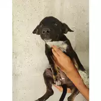 Foto dell\'animale COMUNE DI EBOLI - 380260004878501