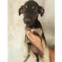 Foto dell\'animale COMUNE DI EBOLI - 380260004878485