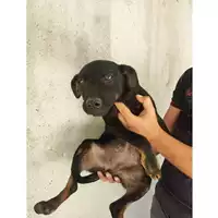 Foto dell\'animale COMUNE DI EBOLI - 380260004878489
