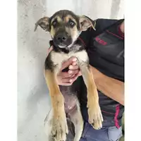 Foto dell\'animale COMUNE DI EBOLI - 380260004878541