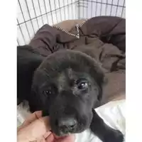 Foto dell\'animale COMUNE DI EBOLI - 380260004878741