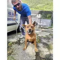 Foto dell\'animale COMUNE DI SALERNO - 380260006030902