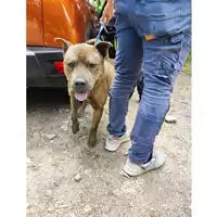 Foto dell\'animale COMUNE DI SALERNO - 380260006037126