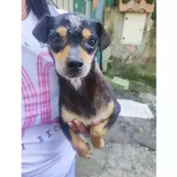 Foto dell\'animale COMUNE DI SALERNO - 380260006044089