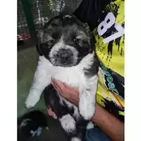 Foto dell\'animale COMUNE GIFFONI VALLE PIANA - 380260006037786