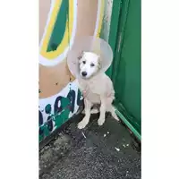 Foto dell\'animale COMUNE DI SALERNO - 380260004816414
