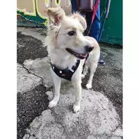 Foto dell\'animale COMUNE DI SALERNO - 380260006037207