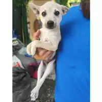 Foto dell\'animale COMUNE SAN MANGO PIEMONTE - 380260006037199