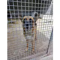 Foto dell\'animale COMUNE DI SALERNO - 380260006037219