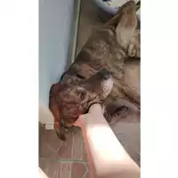 Foto dell\'animale COMUNE DI SALERNO - 380260006037040