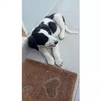Foto dell\'animale COMUNE DI SALERNO - 380260170226037