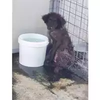 Foto dell\'animale COMUNE DI SALERNO - 380260006044252