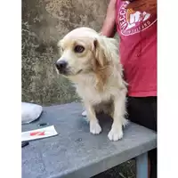 Foto dell\'animale COMUNE DI SALERNO - 380260006044188