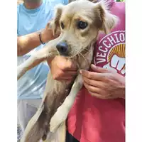 Foto dell\'animale COMUNE DI SALERNO - 380260006044247