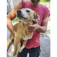 Foto dell\'animale COMUNE DI SALERNO - 380260006044151