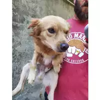 Foto dell\'animale COMUNE DI SALERNO - 380260006044150
