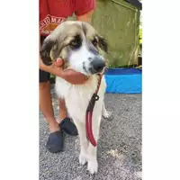 Foto dell\'animale COMUNE DI SALERNO - 380260006044175