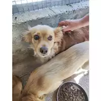 Foto dell\'animale COMUNE DI SALERNO - 380260042780532