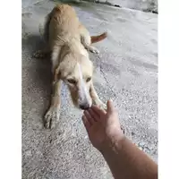 Foto dell\'animale COMUNE DI SALERNO - 380260006044147