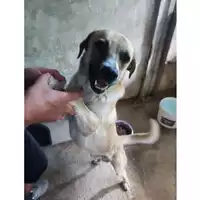 Foto dell\'animale COMUNE DI SALERNO - 380260006044162