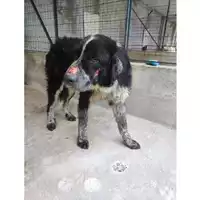 Foto dell\'animale COMUNE DI SALERNO - 380260006044146
