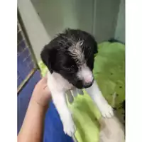 Foto dell\'animale COMUNE DI SALERNO - 380260006030930