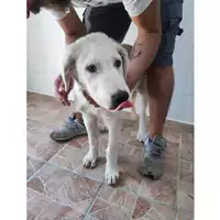 Foto dell\'animale COMUNE SAN MANGO PIEMONTE - 380260006044173