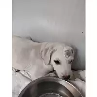 Foto dell\'animale COMUNE DI EBOLI - 380260004871622